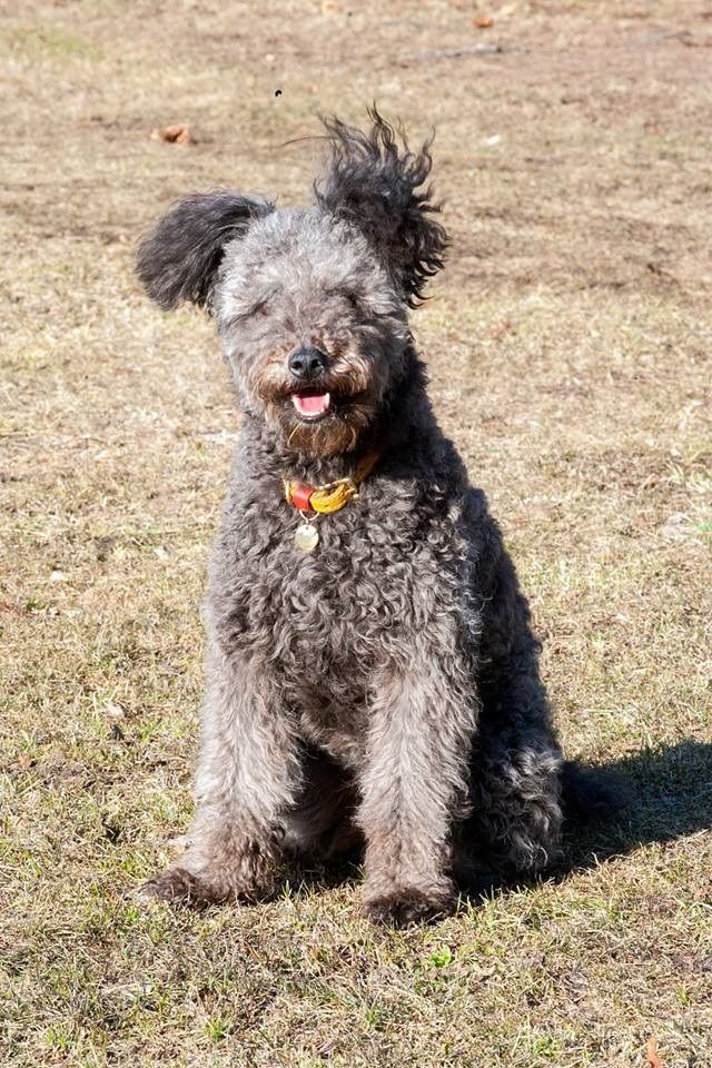 Pumi