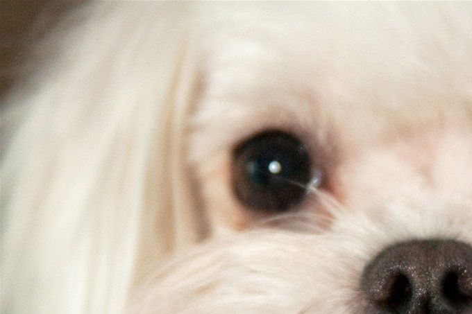 Malta bichon - väike, valge ja armas