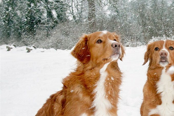 Nova Scotia retriiver - talvised tollerid
