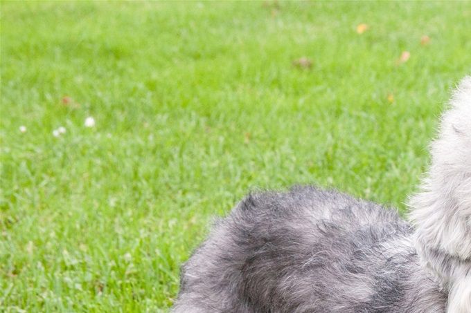 Dandie Dinmont'i terjer