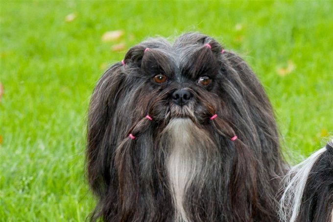 Lhasa apso