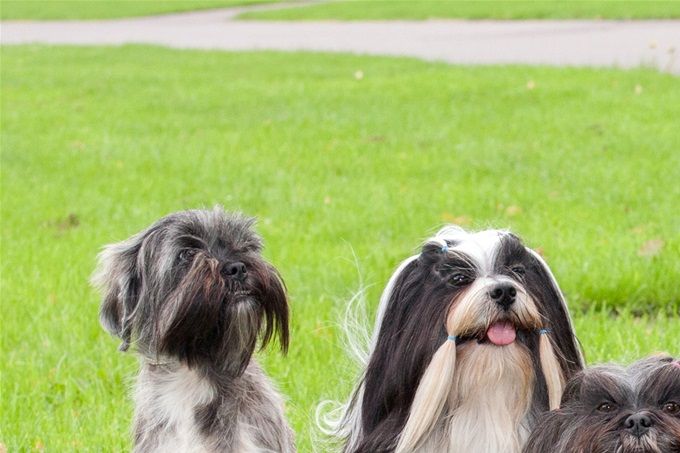 Lhasa apso